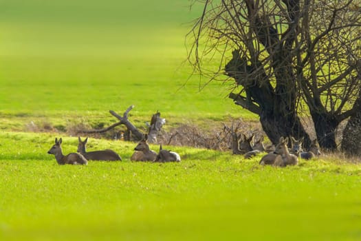 group of deer in a field in spring