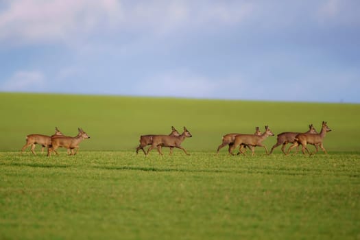 group of deer in a field in spring