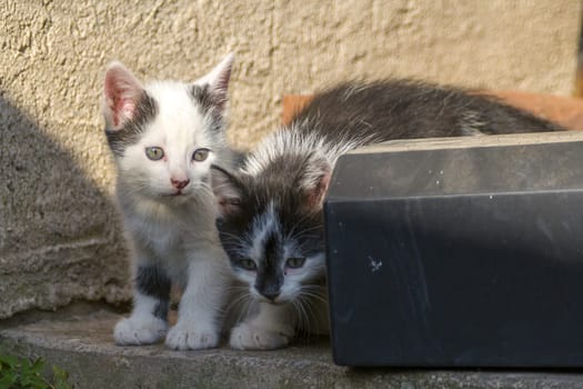 playful young kitten siblings romping around