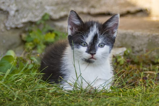 a young cute kitten curiously looks at the camera