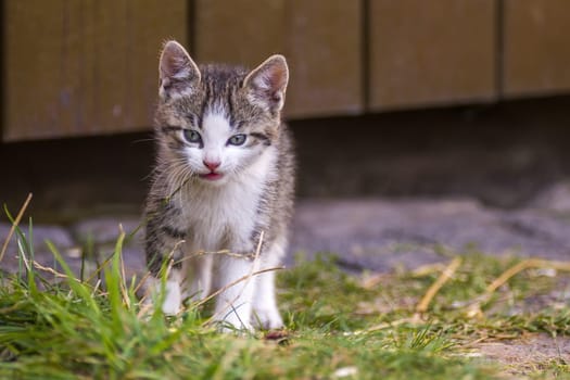 a young cute kitten curiously looks at the camera