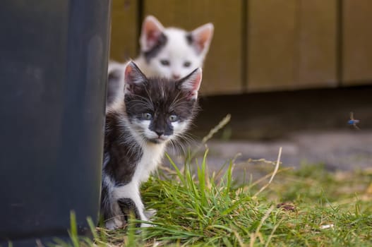 playful young kitten siblings romping around