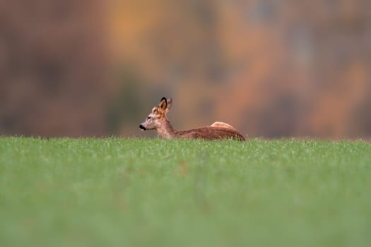 a young roebuck sits on a green field in spring