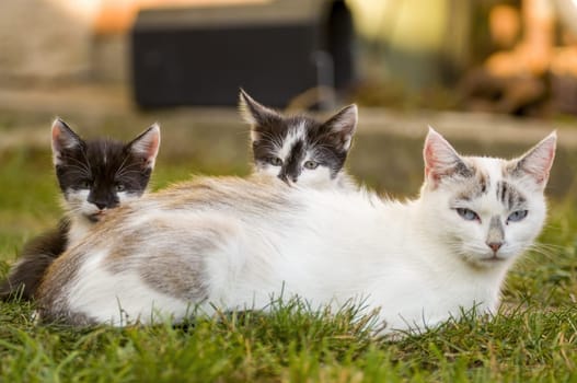 two young cute kittens cuddling with their mother