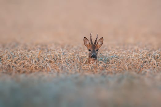 a young roebuck looking out of a wheat field in summer