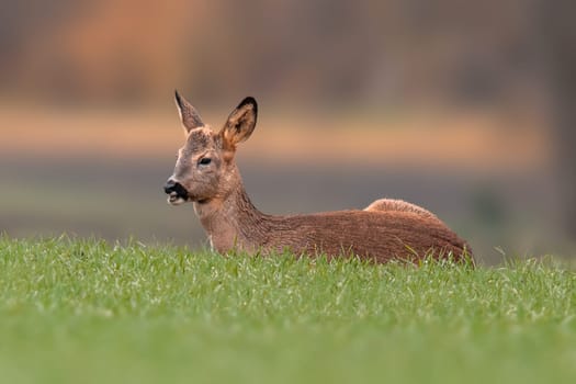 a young roebuck sits on a green field in spring