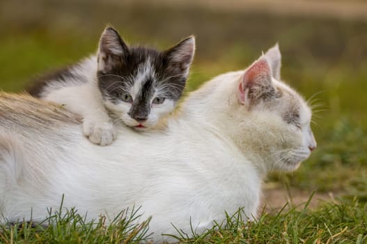 a playful young kitten is playing with her mother