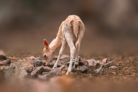 a young fallow deer calf explores the forest