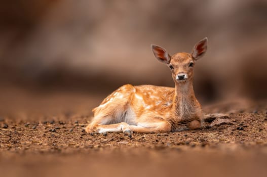 a young fallow deer calf lies in the forest and relaxes
