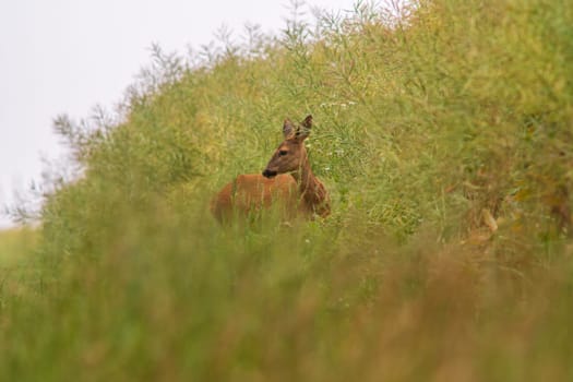 a beautiful deer doe stands at a green rape field in summer