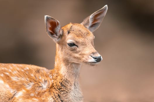 a portrait of a young fallow deer calf