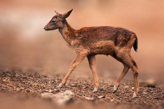 young red deer doe stands in a forest