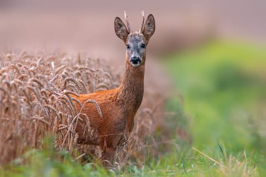 a young roebuck looking out of a wheat field in summer