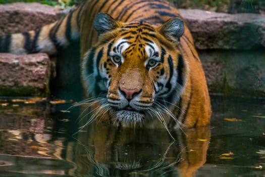 a handsome young tiger goes into the water for bathing