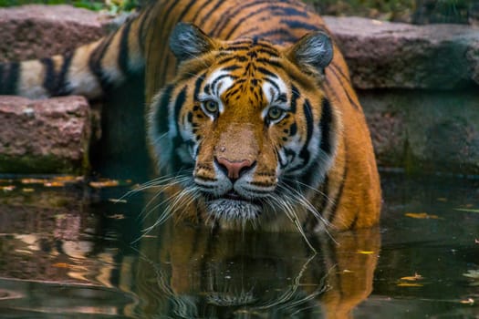 a handsome young tiger goes into the water for bathing