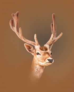 a portrait of a pretty fallow deer buck