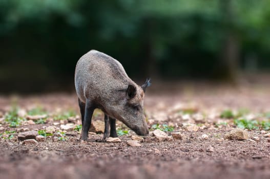 one a wild boar in a deciduous forest in autumn