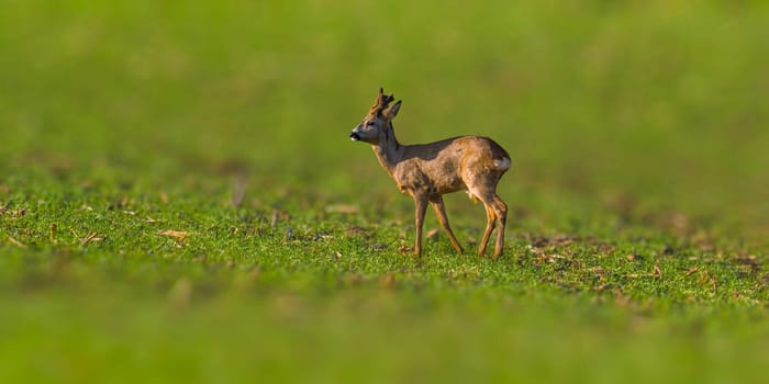 a young roebuck stands on a green field in spring