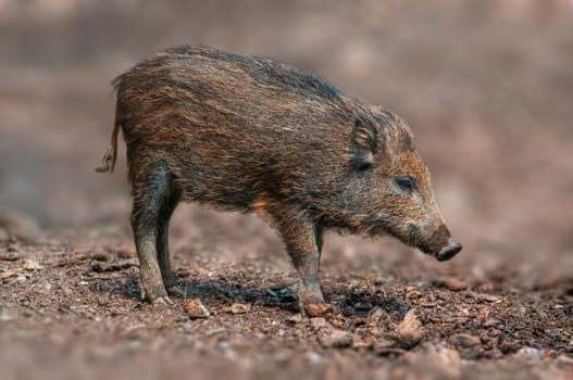 one a wild boar in a deciduous forest in autumn