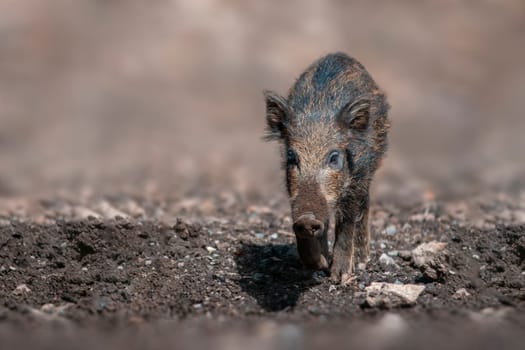 one a wild boar in a deciduous forest in autumn