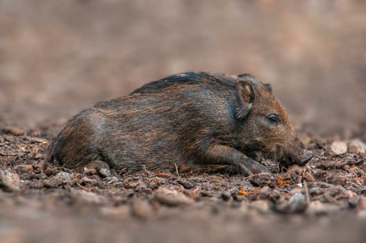 one a wild boar in a deciduous forest in autumn