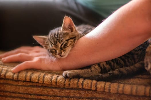 a young cute kitten cuddles with his human