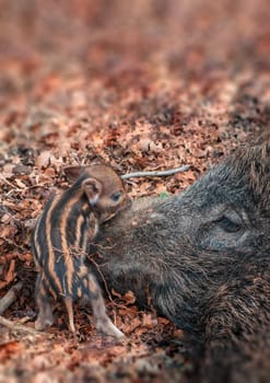 a wild boar family in a deciduous forest in spring