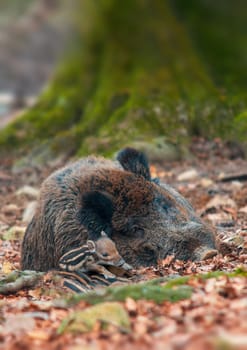 a wild boar family in a deciduous forest in spring