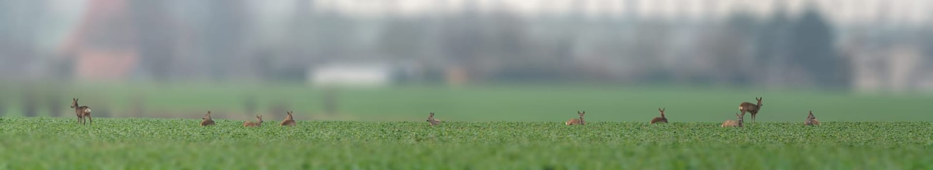 a group of roe deer in a field in autumn