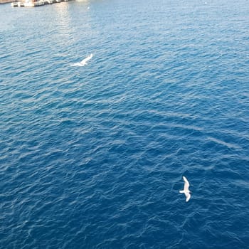 Background of beautiful calm sea and blue skies with seagulls. Aerial view of Seagull bird flying in motion over the Sea or ocean turquoise water with foam background or texture. Wallpaper concept on a fine winter morning with white seagulls in a natural environment flying over the blue sea as it chases fish to eat. High quality photo