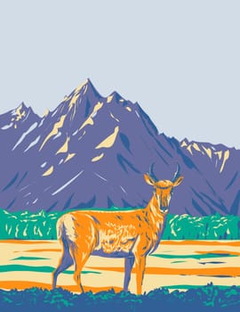 WPA poster art of a pronghorn Antilocapra americana or American antelope in Grand Teton National Park located in northwestern Wyoming United States of America done in works project administration.