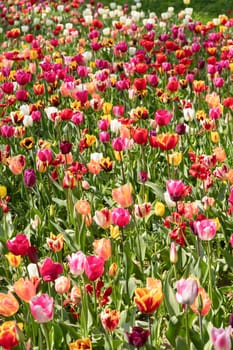 spring flower beds of blooming colorful pink purple tulips in a large park, High quality photo