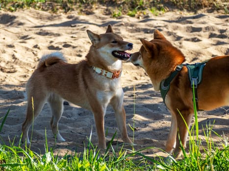 Shiba Inu plays on the dog playground in the park. Cute dog of shiba inu breed walking at nature in summer. walking outside.