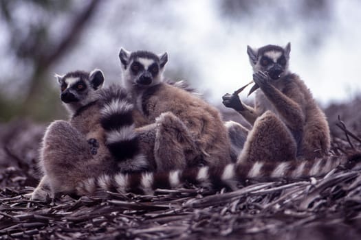 Ring-Tailed Lemur (Lemur catta),  Berenty Private Reserve, Anosy, Madagascar