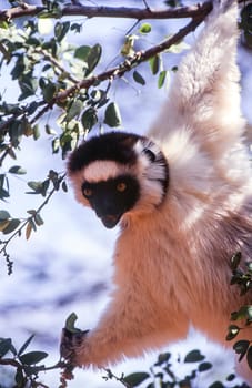 Verreaux's Sifaka Lemur, (Propithecus verreauxi), Berenty Private Reserve, Anosy, Madagascar