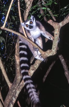Ring-Tailed Lemur (Lemur catta),  Berenty Private Reserve, Anosy, Madagascar