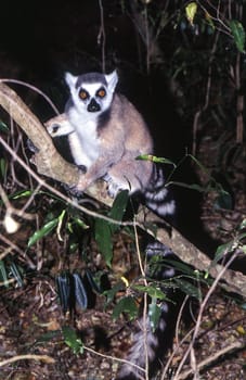 Ring-Tailed Lemur (Lemur catta),  Berenty Private Reserve, Anosy, Madagascar