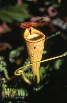 Madagascar pitcher plant (Nepenthes madagascariensis), Taolagnaro, Anosy, Madagascar, Africa