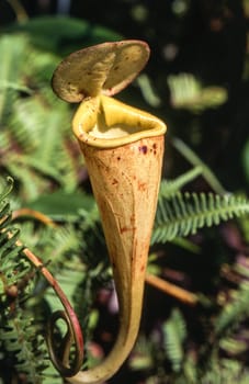 Madagascar pitcher plant (Nepenthes madagascariensis), Taolagnaro, Anosy, Madagascar, Africa