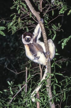 Verreaux's Sifaka Lemur, (Propithecus verreauxi), Berenty Private Reserve, Anosy, Madagascar
