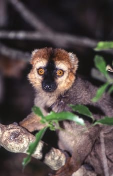 Red-Fronted Brown Lemur (Eulemur fulvus rufus),  Berenty Private Reserve, Anosy, Madagascar