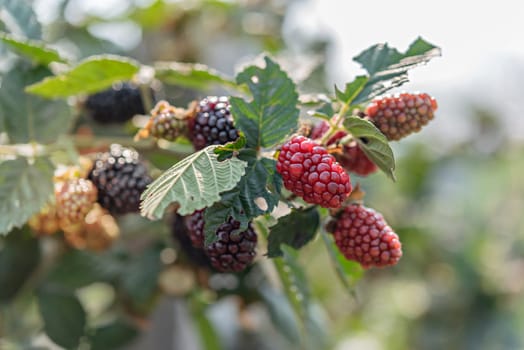 Organic fresh blackberries fruit growing in the green garden