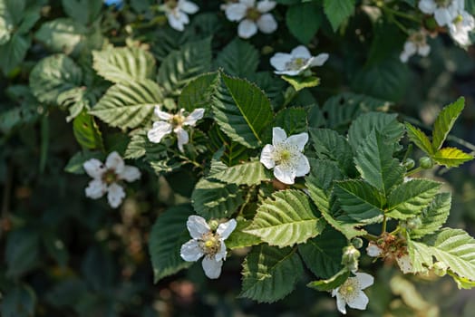 close up of blackberry flowers in the green garden