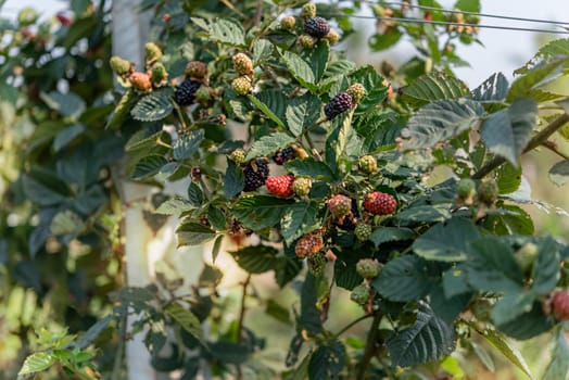 Organic fresh blackberries fruit growing in the green garden