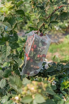 Organic fresh blackberries fruit growing in the green garden