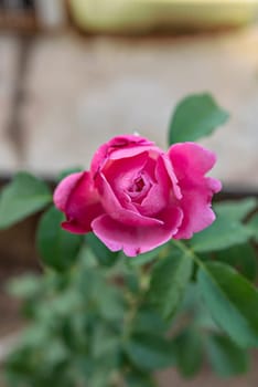 Close up of beautiful fresh pink rose flower in green garden