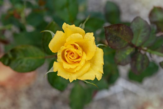 Close up of beautiful fresh yellow rose flower in green garden