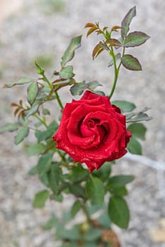 Close up of beautiful fresh red rose flower in green garden