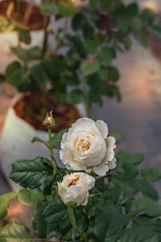 Close up of beautiful fresh rose flower in green garden