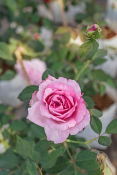 Close up of beautiful fresh pink rose flower in green garden